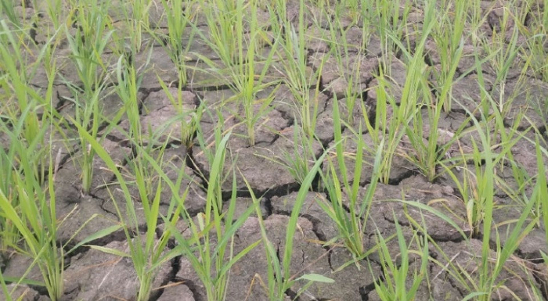 खडेरीको चपेटामा मधेसः आकाशे पानीकै भरमा ५१ प्रतिशत रोपाइँ, धान उत्पादन घट्ने चिन्ता ! 